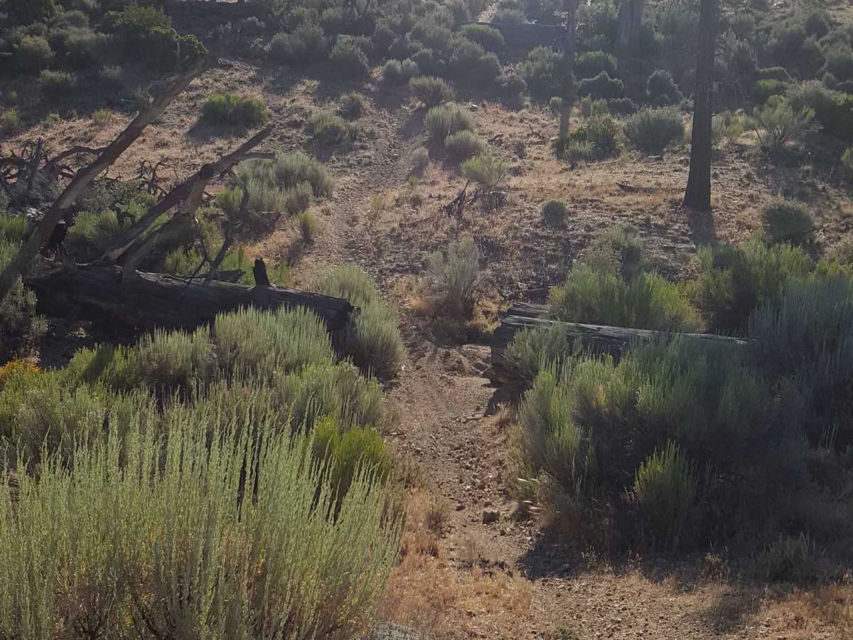 Yellowjacket Singletrack - FS 20W24 photo 4