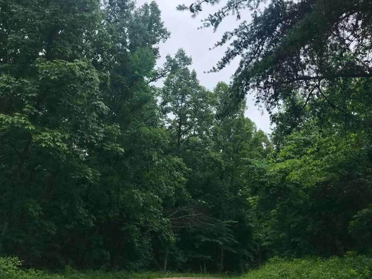 Texas Hollow  photo 3