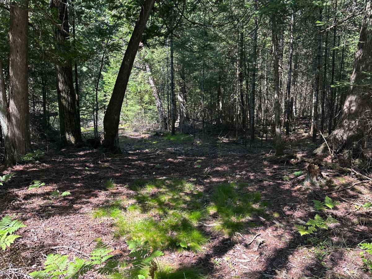 Deer Stand Cutover  photo 6