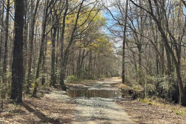 Logging Road