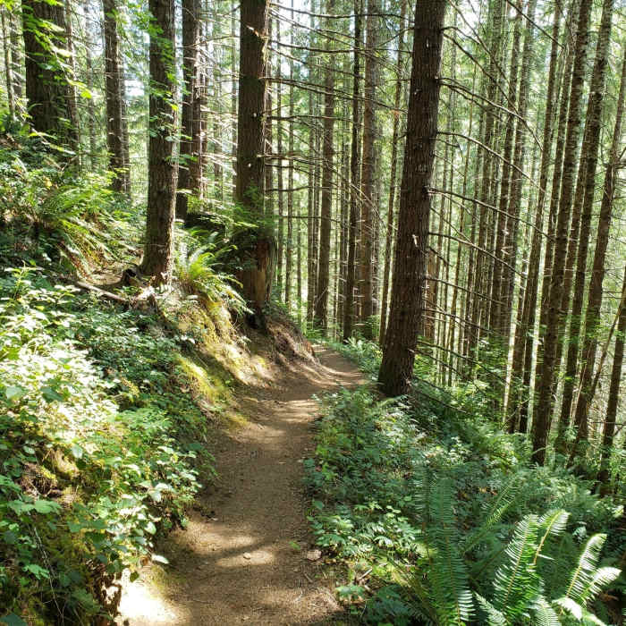 Near Gales Creek - Storey Burn Trail Loop
