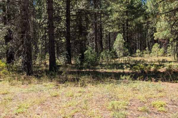 White Deer North - FS 41N34Y