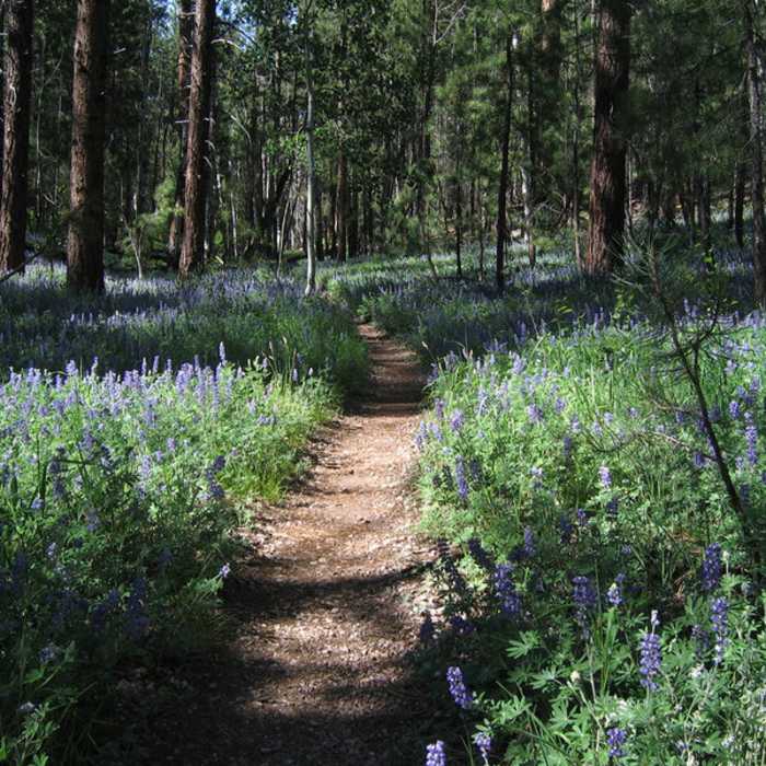 Near Widforss Point Trail
