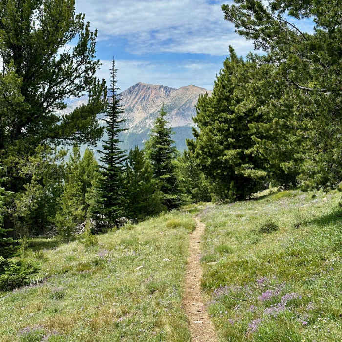 Near Continental Divide Trail: Montana-Idaho Section 15