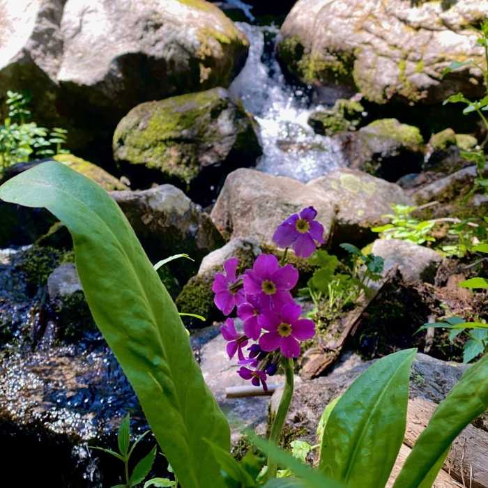 Near Nambe Lake Out and Back