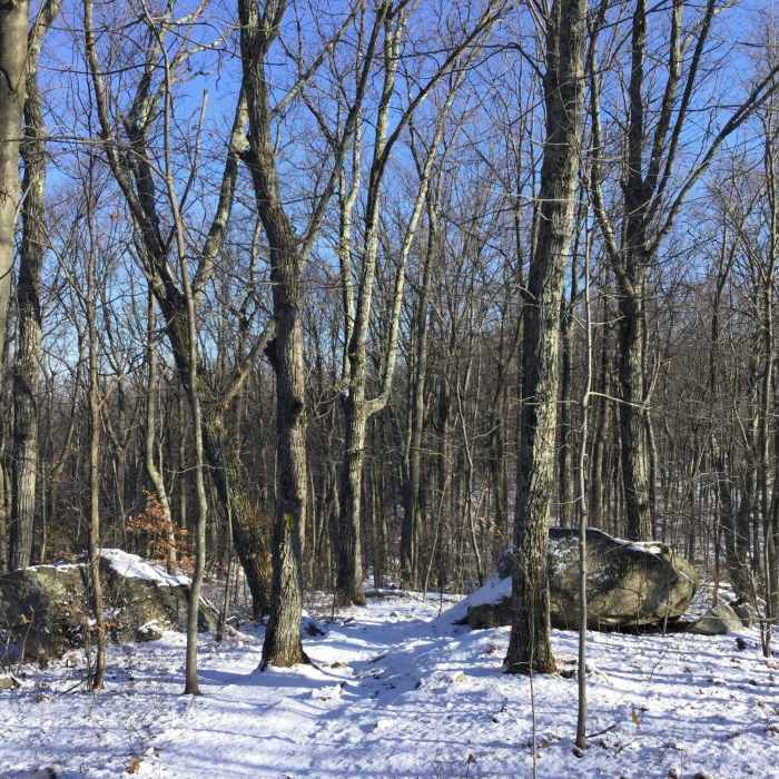 A snowy trail in the woods. Near Summit Trail