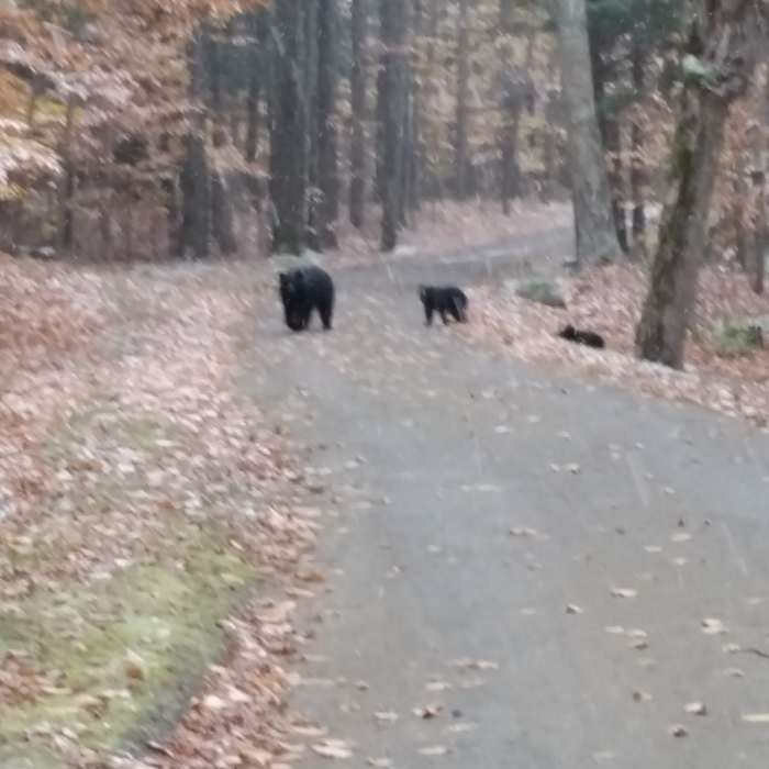 Mom and Cubs Near Lower Wolfjaw Mountain