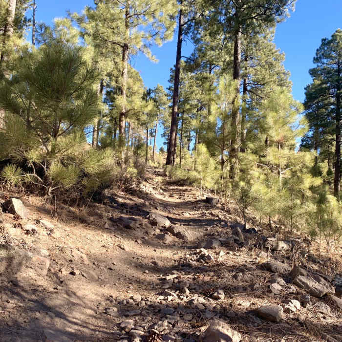 Near Highlands Trail Loop