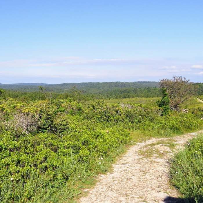 Near Bear Rocks Trail