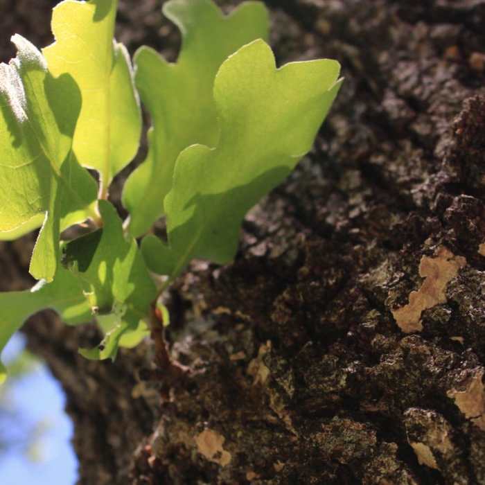 Near Olompali State Historic Park