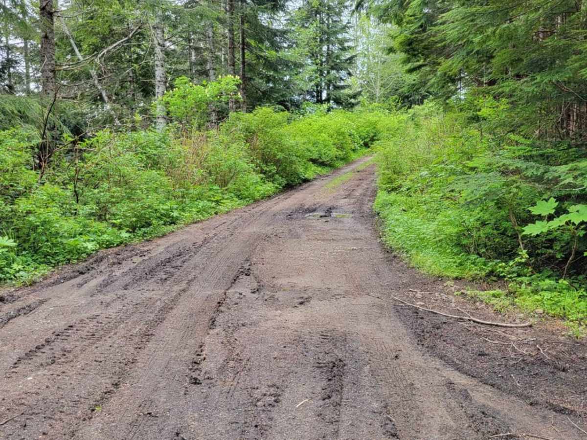 Pinstripe Alley trail photo