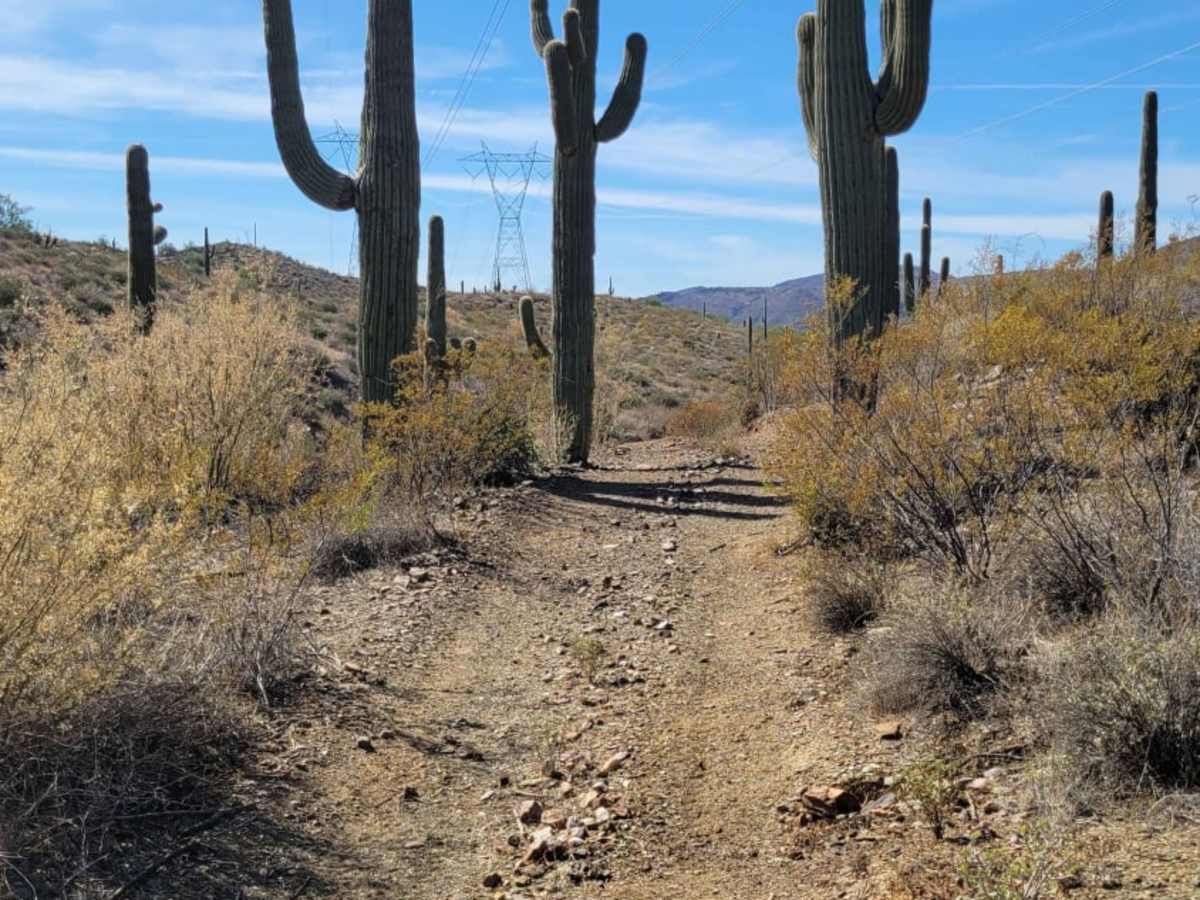 Trail 9949 trail photo