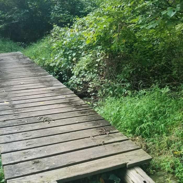 Well maintained water crossings throughout trails. Near Tyler Arboretum Loop