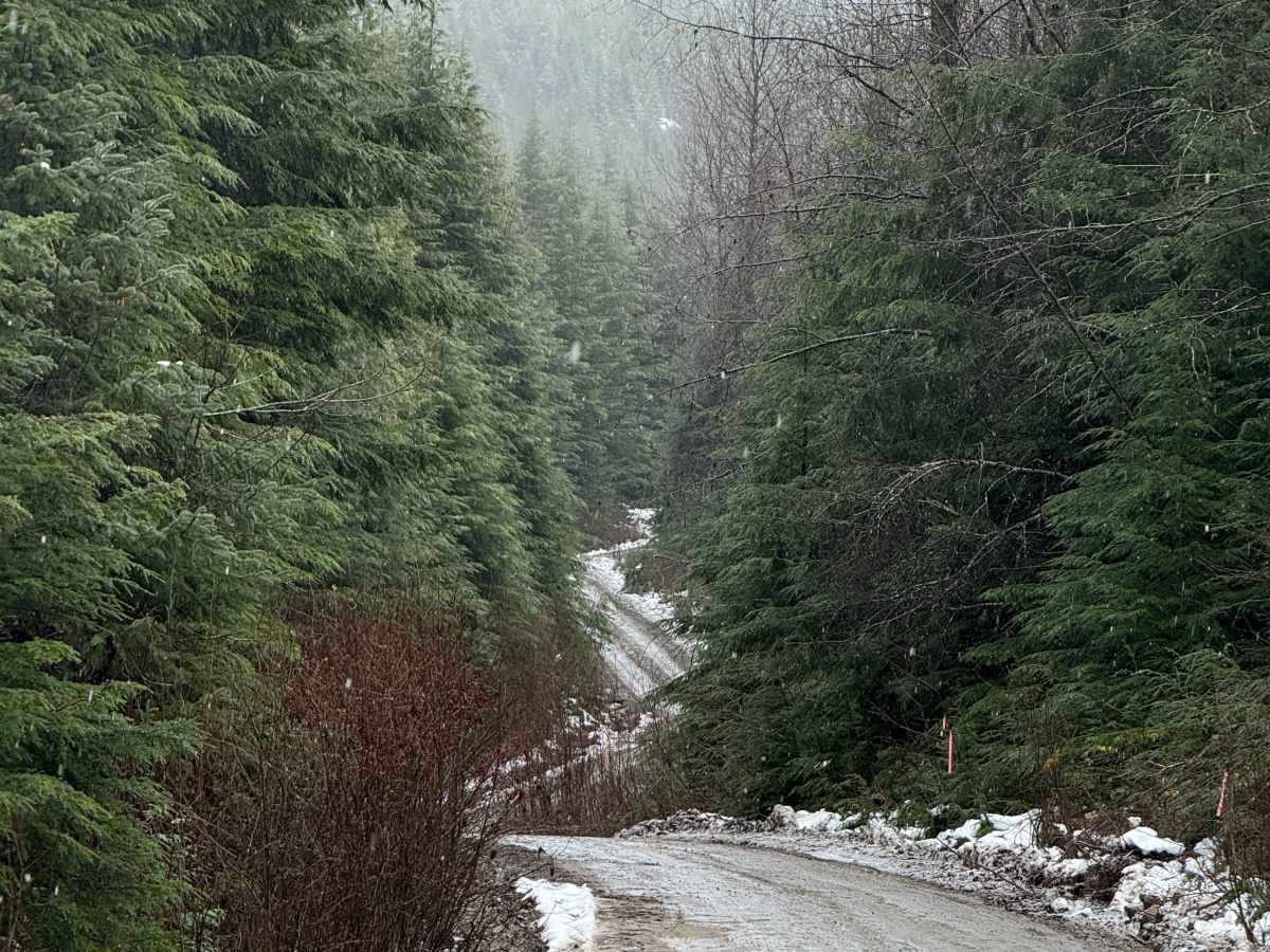 Williams Creek Trail photo 5