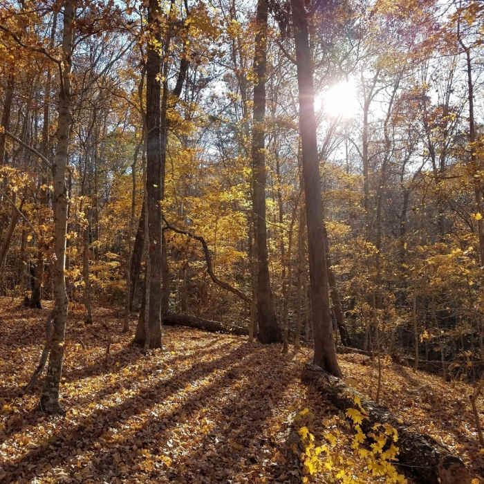 Beautiful fall foliage. Near Poe's Ridge Trail