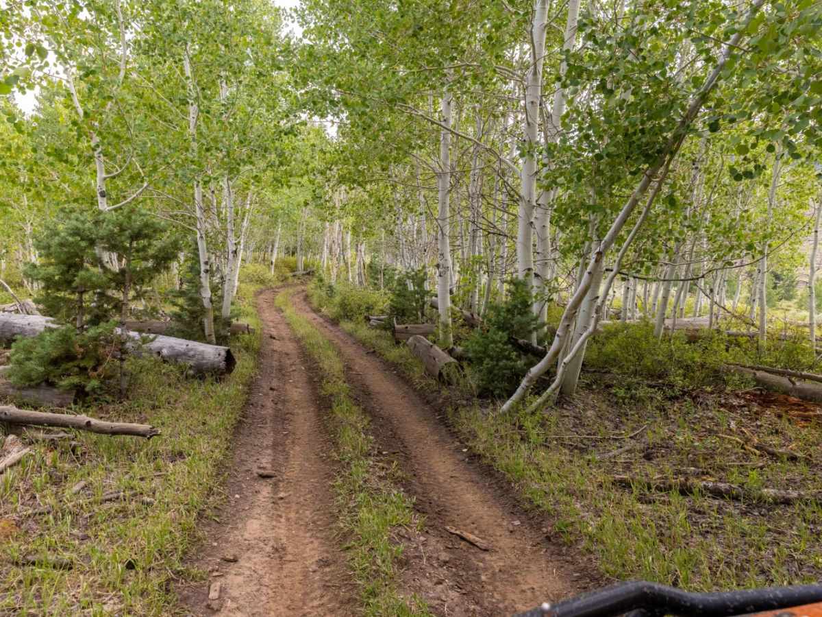 Beaver Creek Ridge Trail photo 3