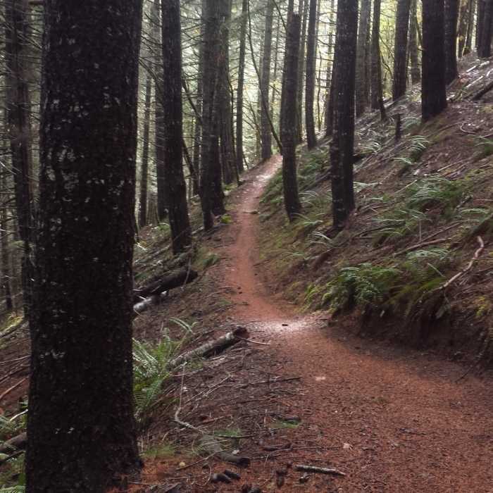 Near Taylor Creek Trail