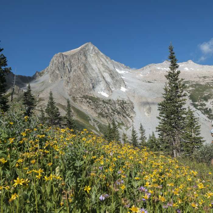 Late summer flowers in full effect on Trail Rider Pass above Snowmass Lake. Photo: Michelle Smith Near Snowmass Lake