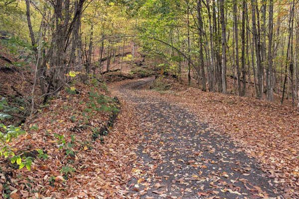 Catherineville State Forest Road