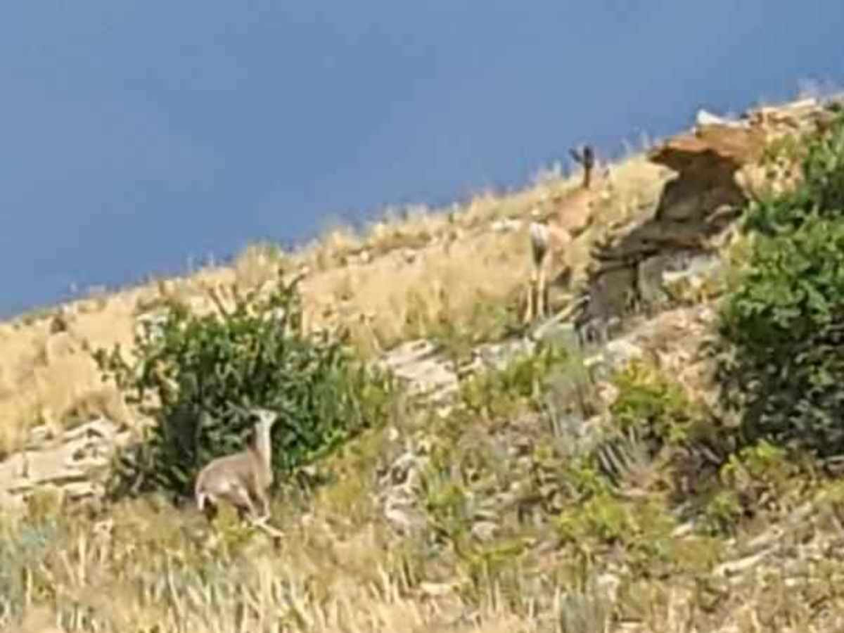 Where the Deer and the Antelope Play photo 2