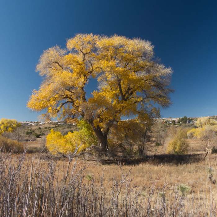 Near San Vicente Loop from Mountain View