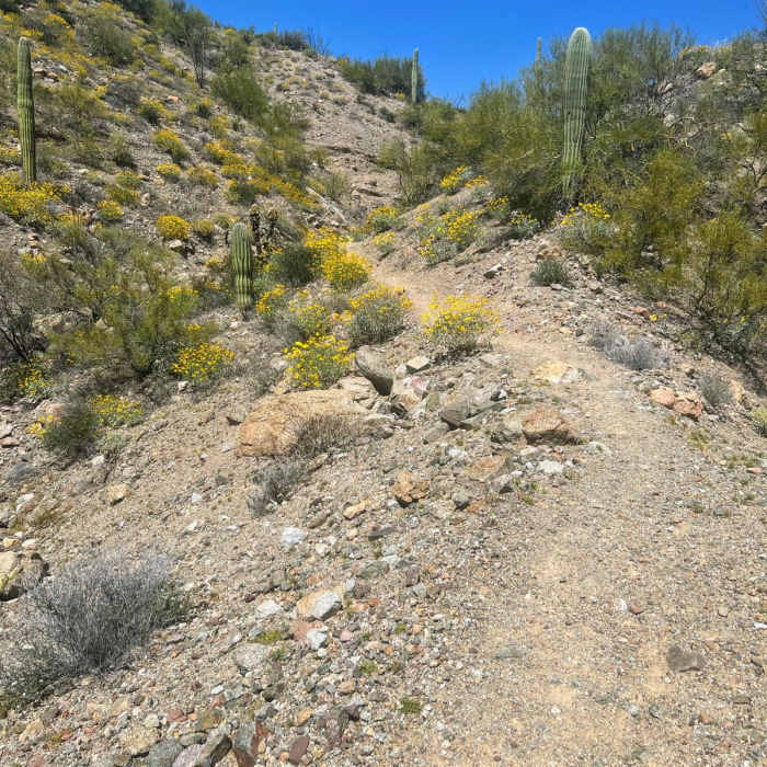 Near Ripsey Wash Loop