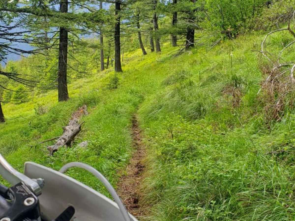 Olson Peak Singletrack trail photo