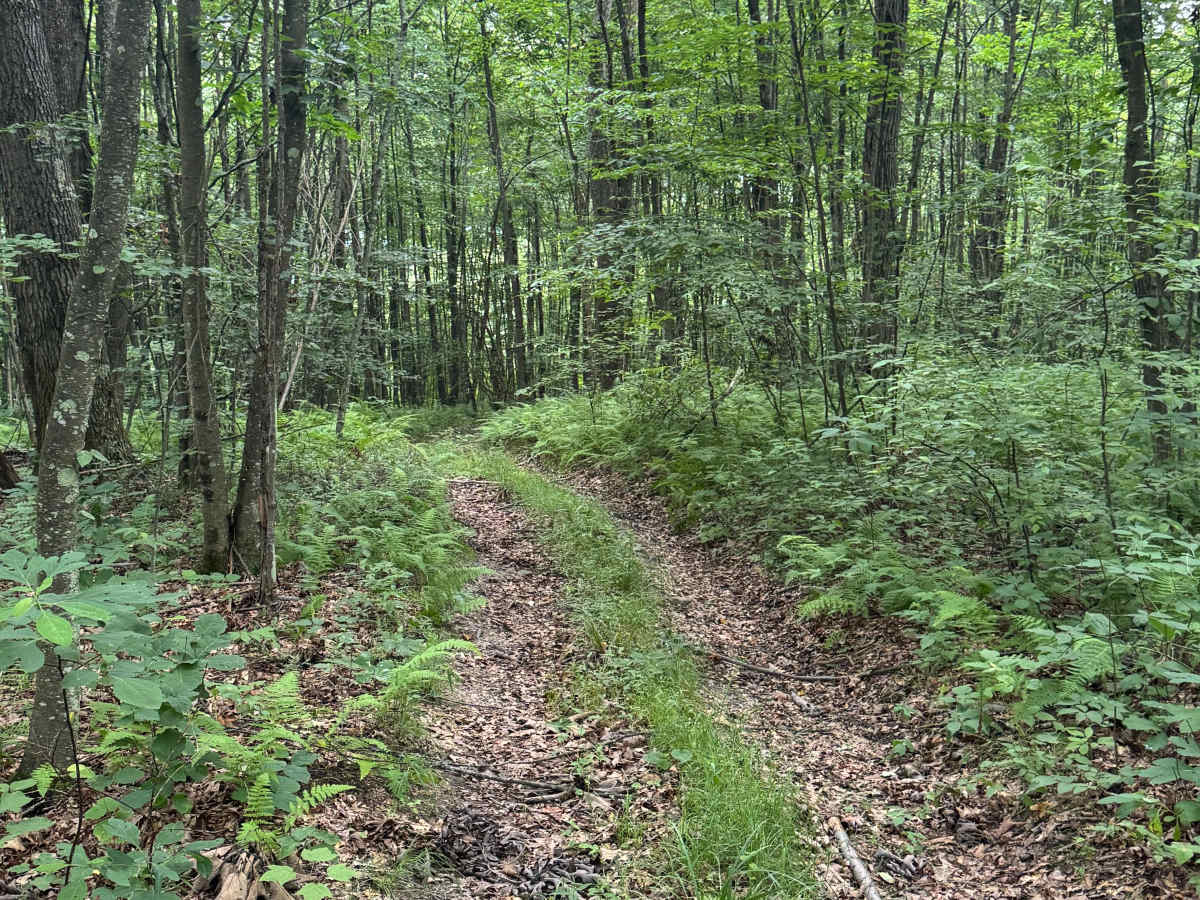 Trail 85 photo 4