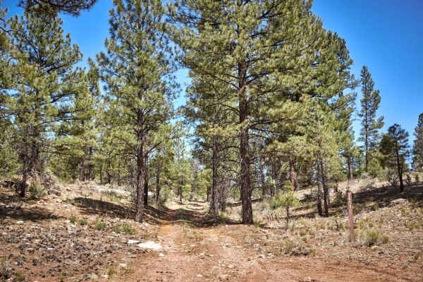 Forest Road 2619
