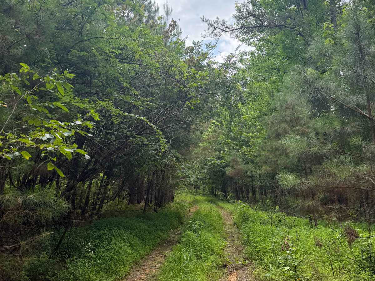 Fire Ant Run - FS 94402A trail photo