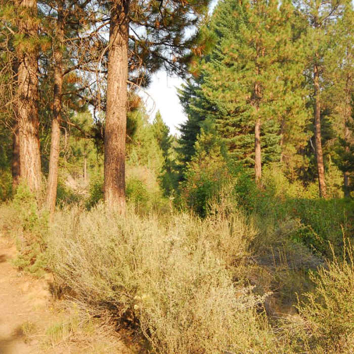 Near Shevlin Park, Aspen Hall Trail