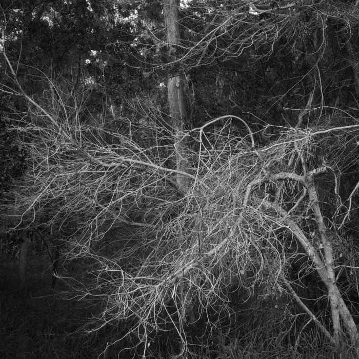 Near Alternate Keauhou Access Trail
