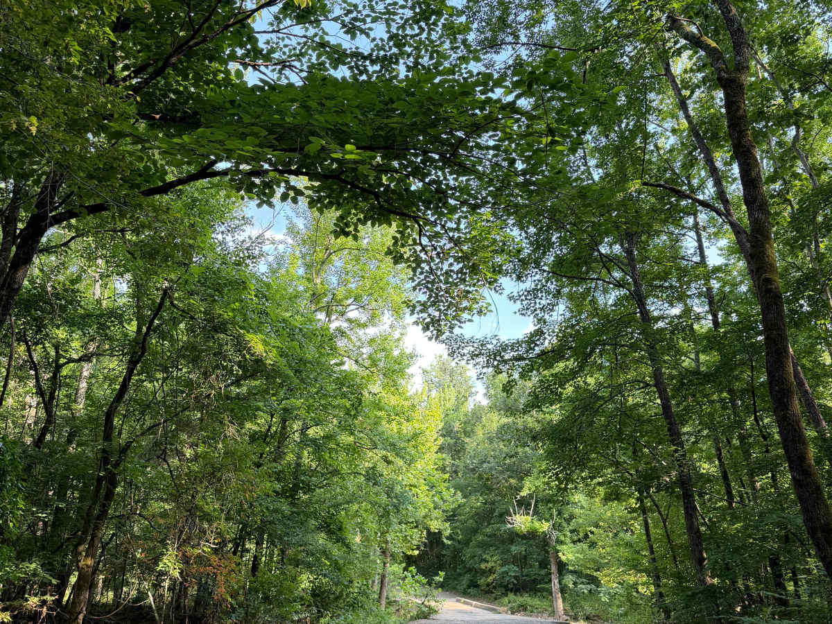 East Fork Bypass photo 4