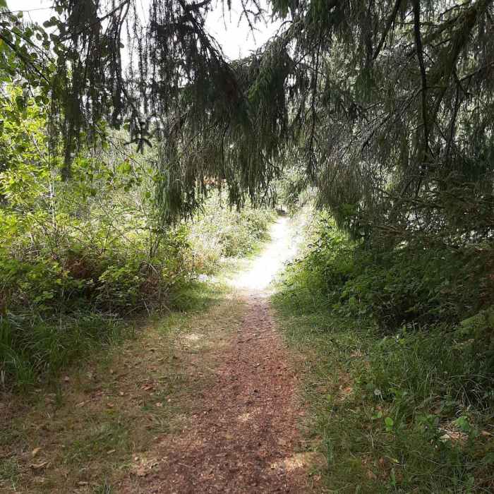 Near Alder Creek Trail