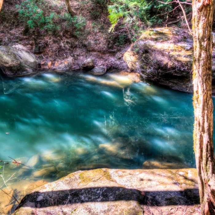 Sipsey Wilderness Near Sipsey Big Tree Loop