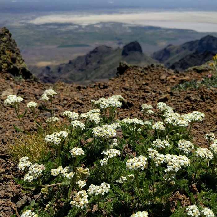 Near Steens Mountain Summit Trail