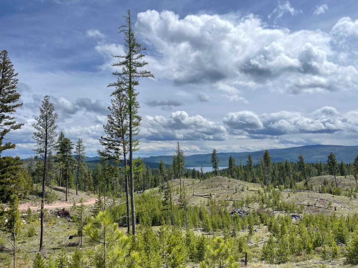 Double Arrow Lookout Tower photo 6