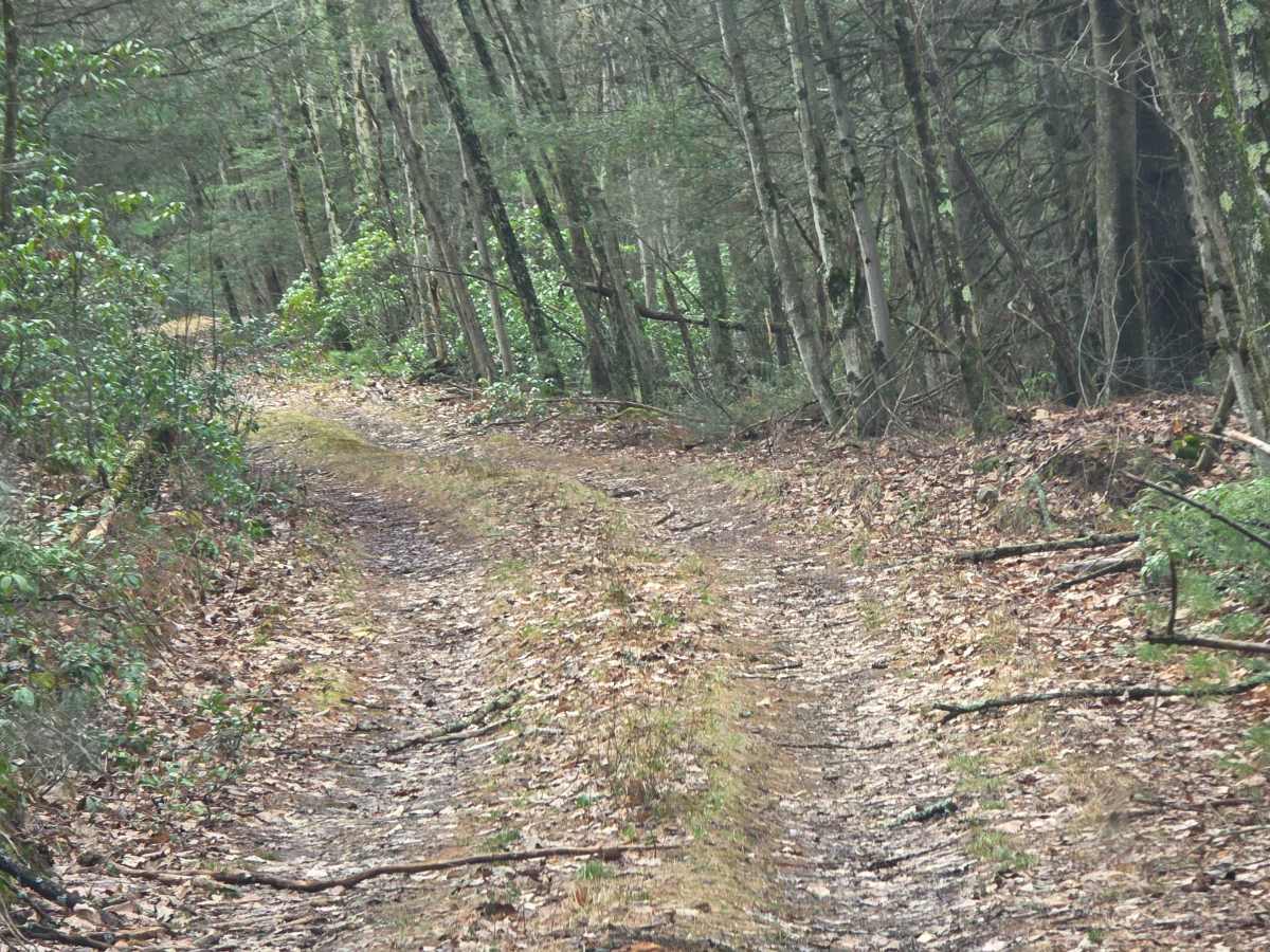 Heintz Trail photo 6