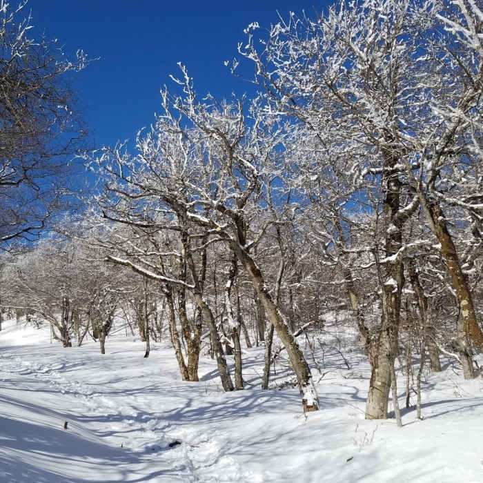 Near Bellows Pipe to Mt Greylock Summit