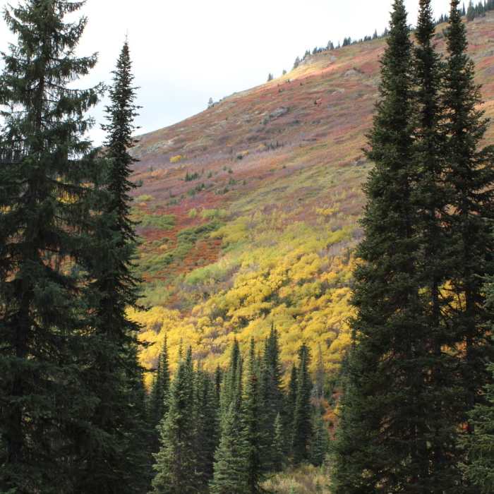 Near Heart Lake Trail #171