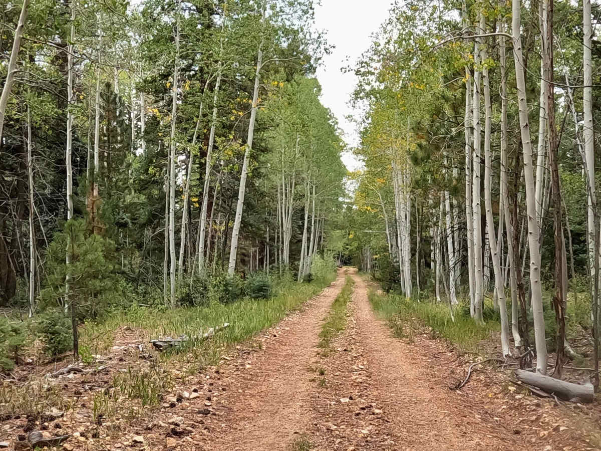 FS 762 trail photo