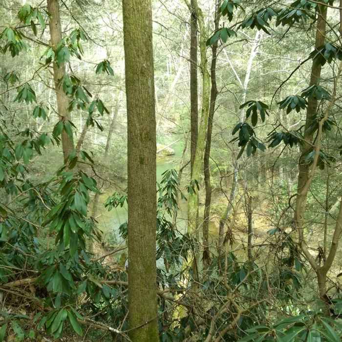 View of Swift Camp Creek from the trail. Near Swift Camp Creek to Wildcat Trail Loop