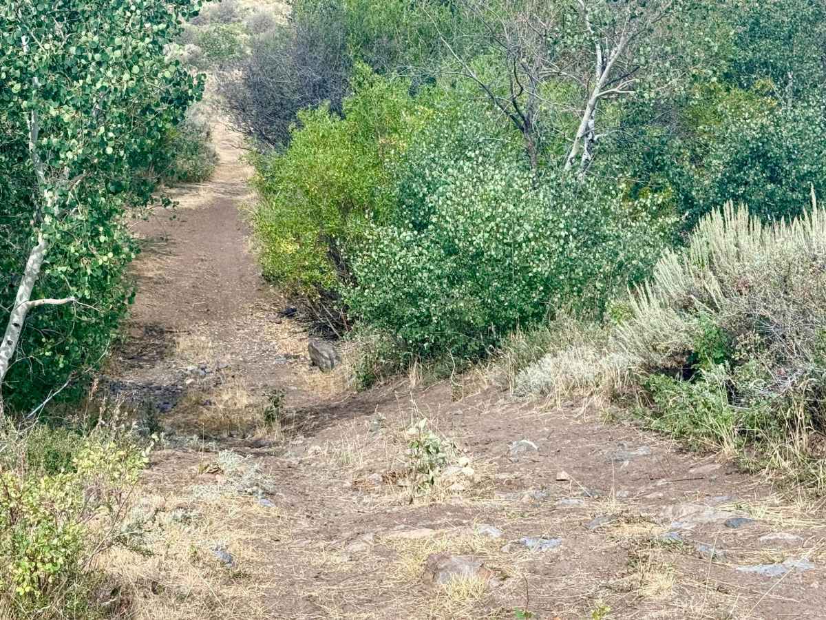 Deadman Springs - FS 56219 photo 5