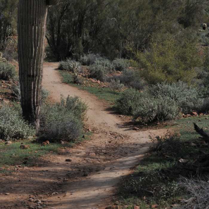 Near Ocotillo Trail