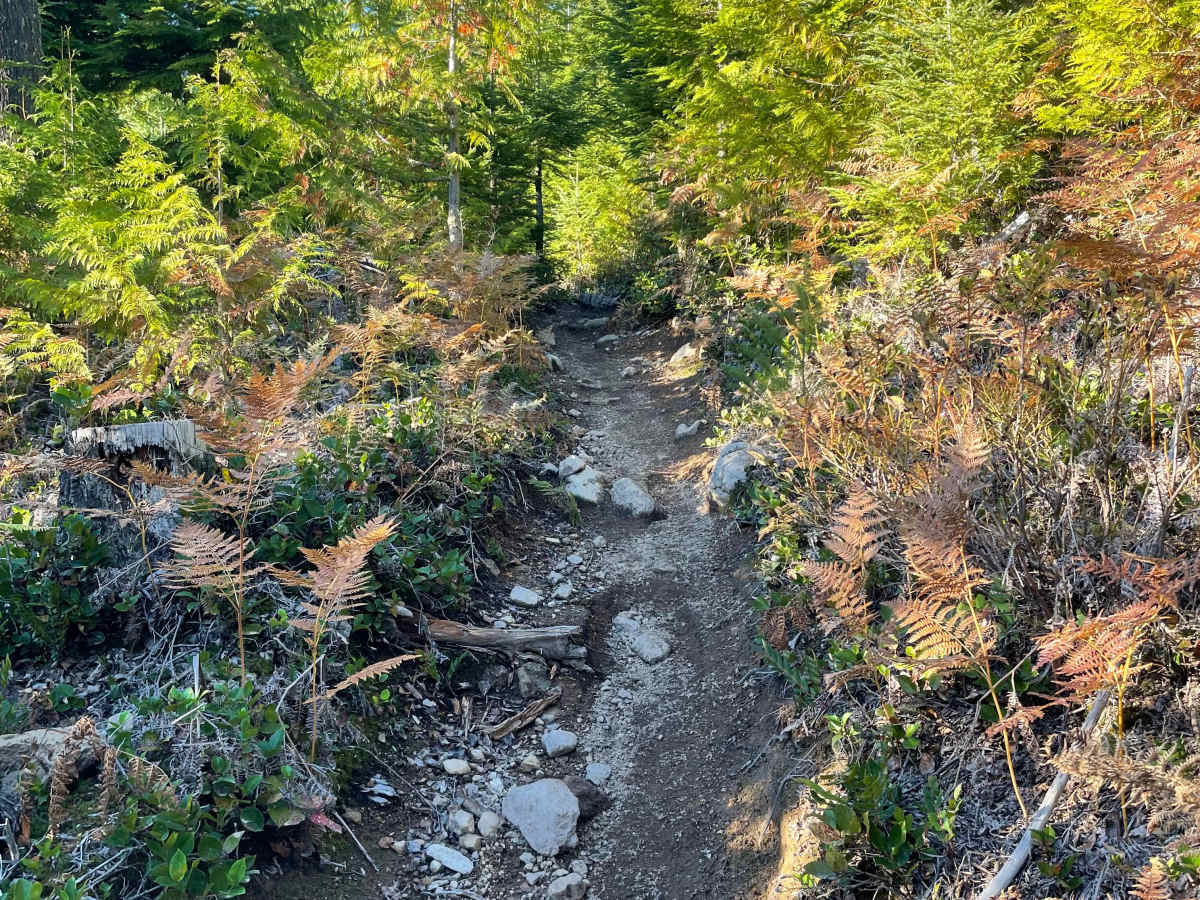 Deep Woods trail photo