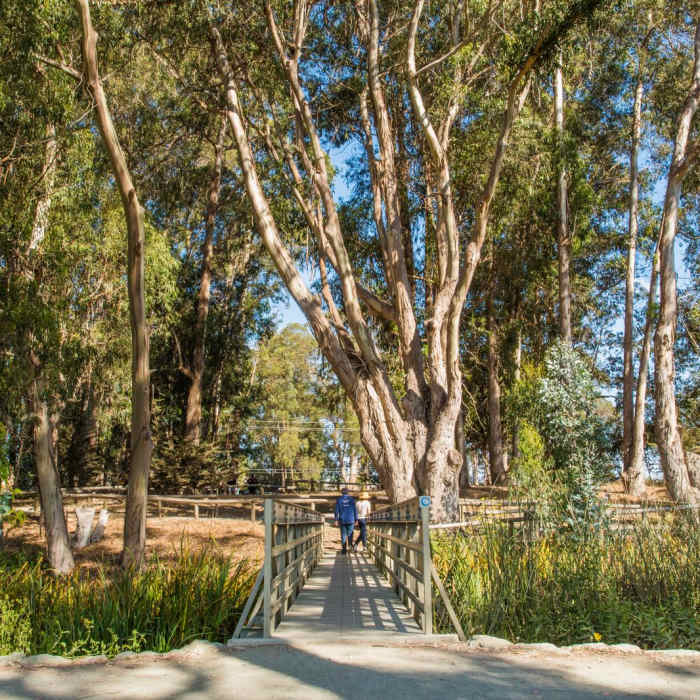 Near Monarch Butterfly Grove + Meadow Creek Trail