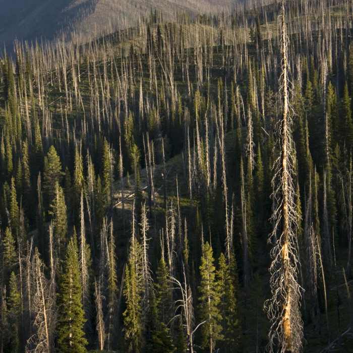 Near Waipiti Ridge Trail