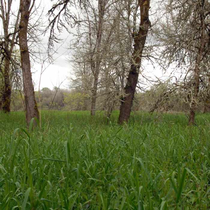 Near Sauvie Island, Warrior Rock Lighthouse Trail