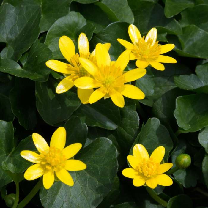 Near Shenks Ferry Wildflower Preserve Trail