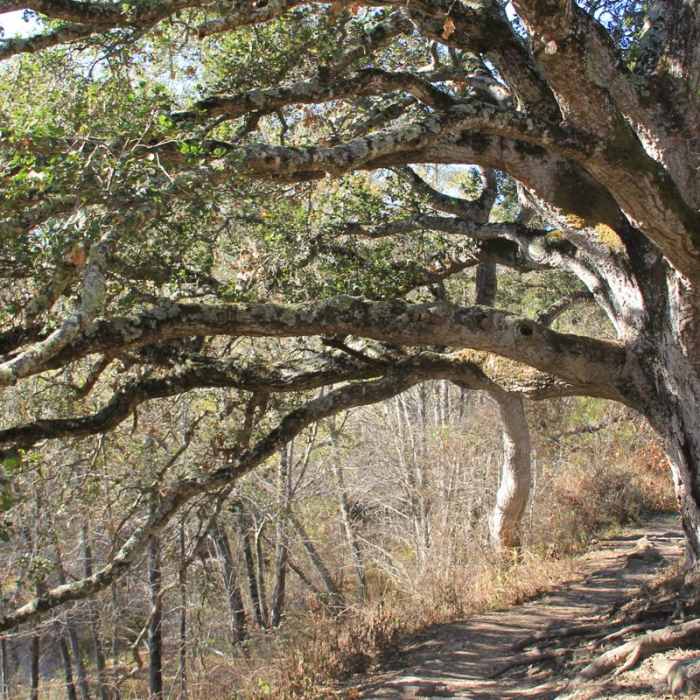 Near Headlands to Creamery Meadow Loop Near Headlands to Creamery Meadow Loop